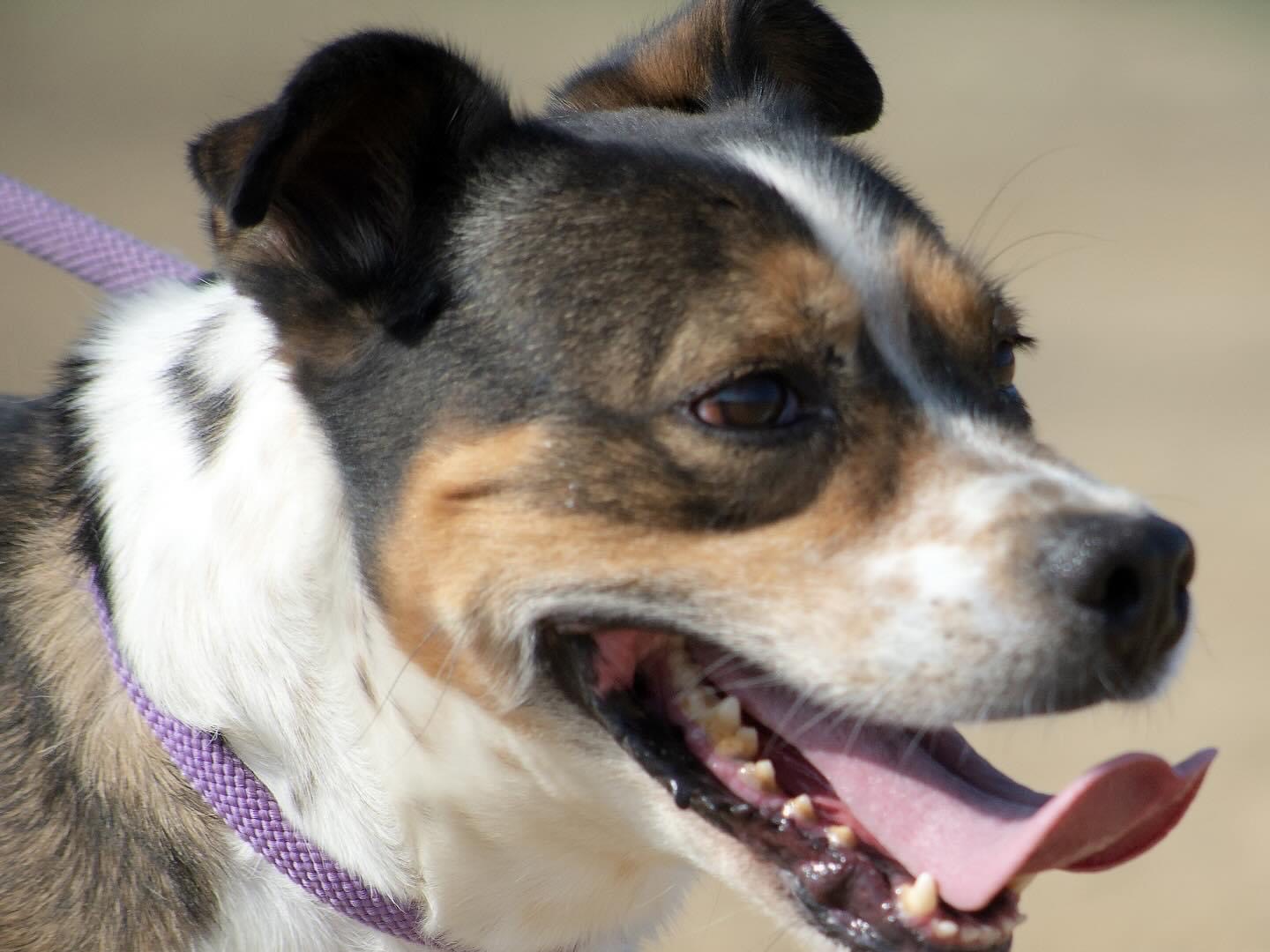 Adotta un cane, taglia media contenuta, maschio, Roma