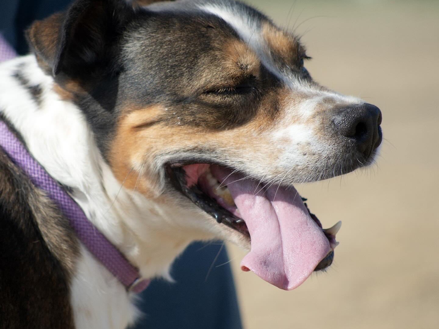 Vuoi adottare un cane a Roma?