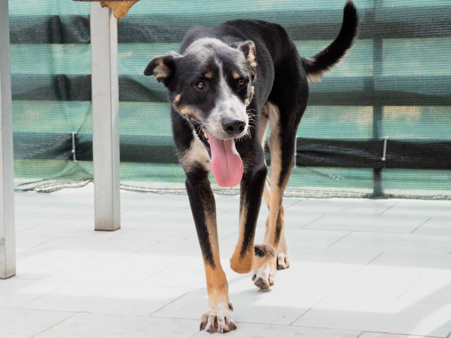 Adotta un cane, maschio, 4 anni  e 3 mesi , Palermo
