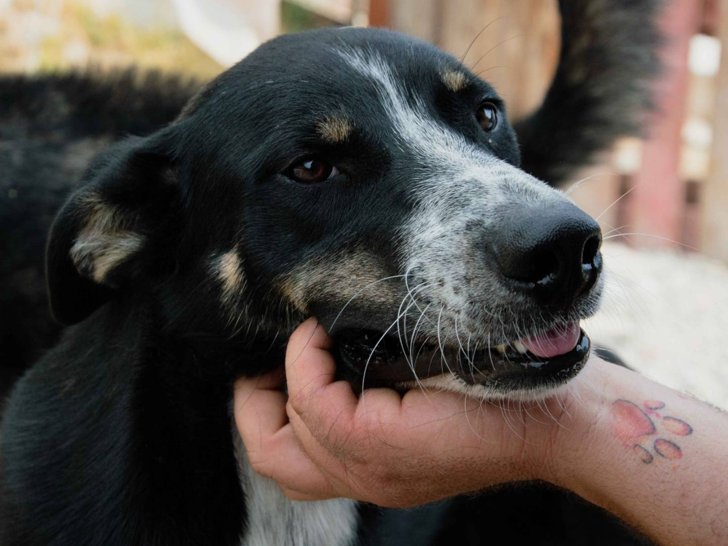 Adotta un cane, taglia media, maschio, Palermo