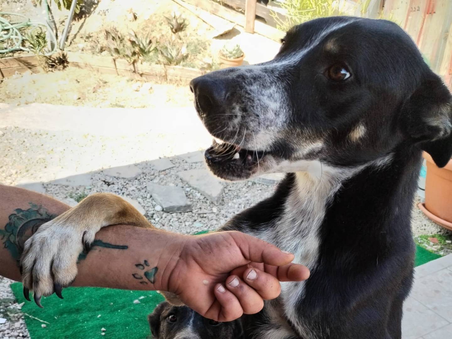 Adotta il cane Rocky a Palermo