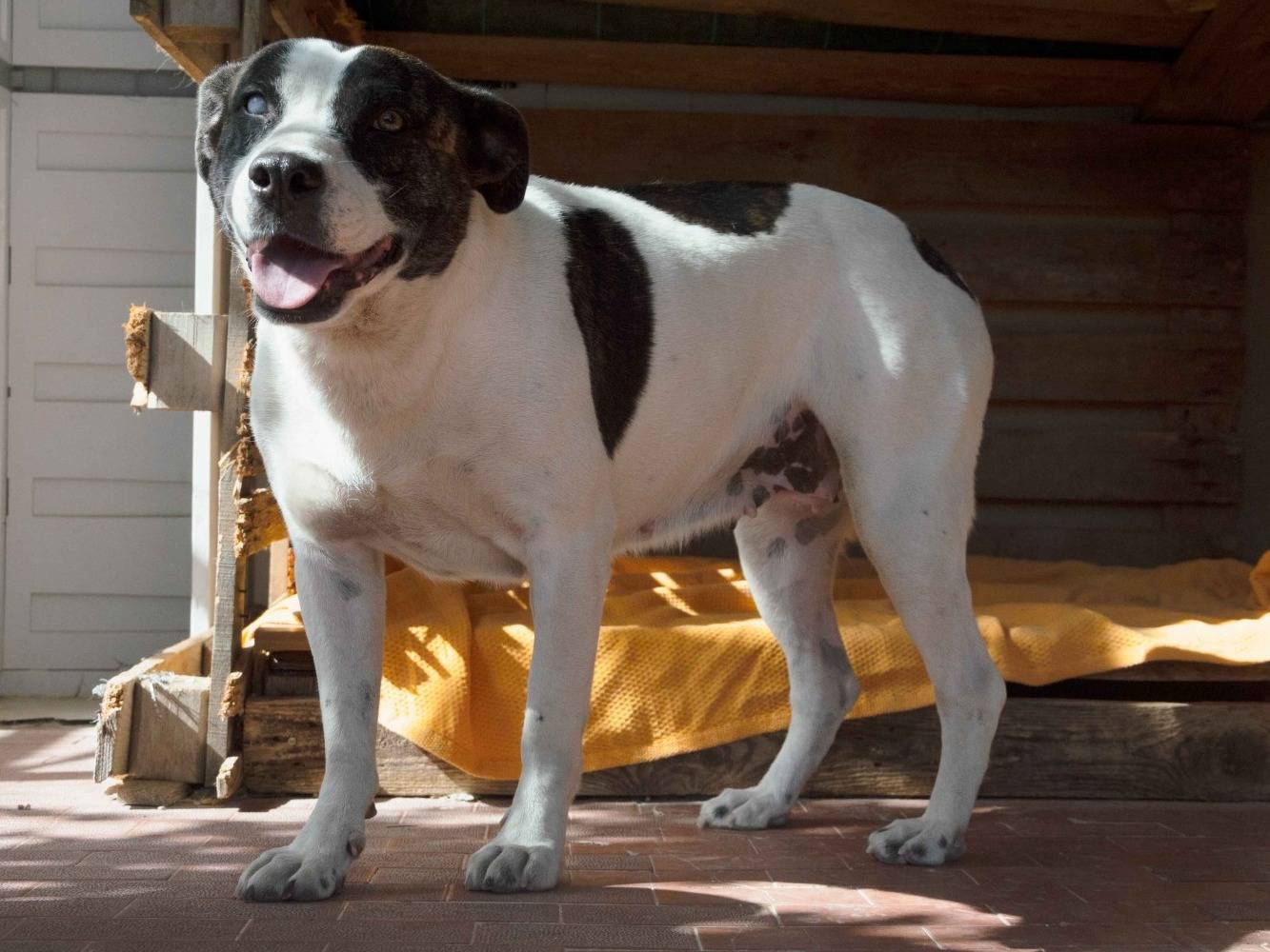 Adotta un cane, femmina, 10 anni  e 4 mesi , Palermo