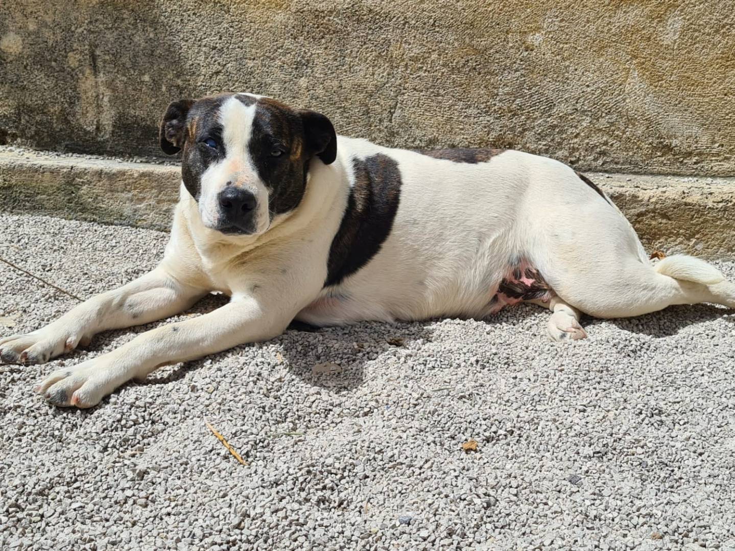 Adotta un cane, taglia grande, femmina, Palermo