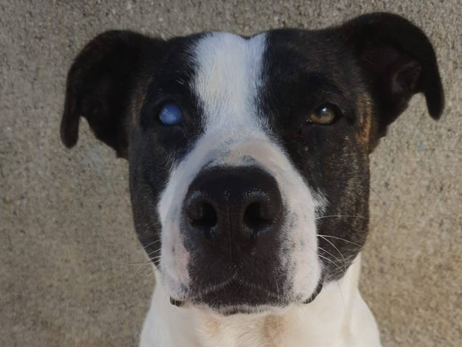 Vuoi adottare un cane a Palermo?