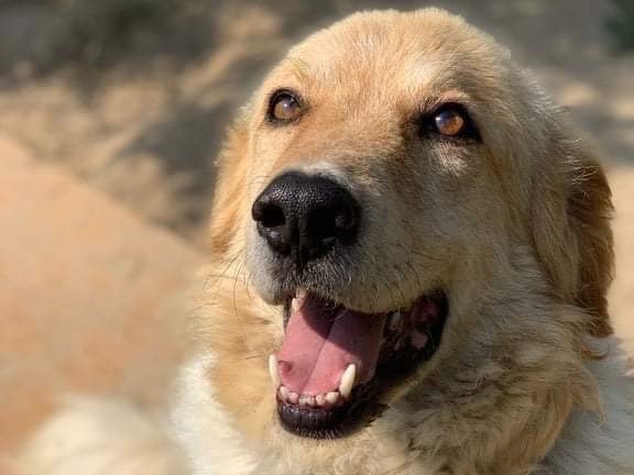 Foto dell'animale