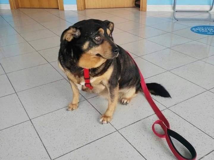 Adotta un cane, femmina, 11 anni  e 3 mesi , Messina