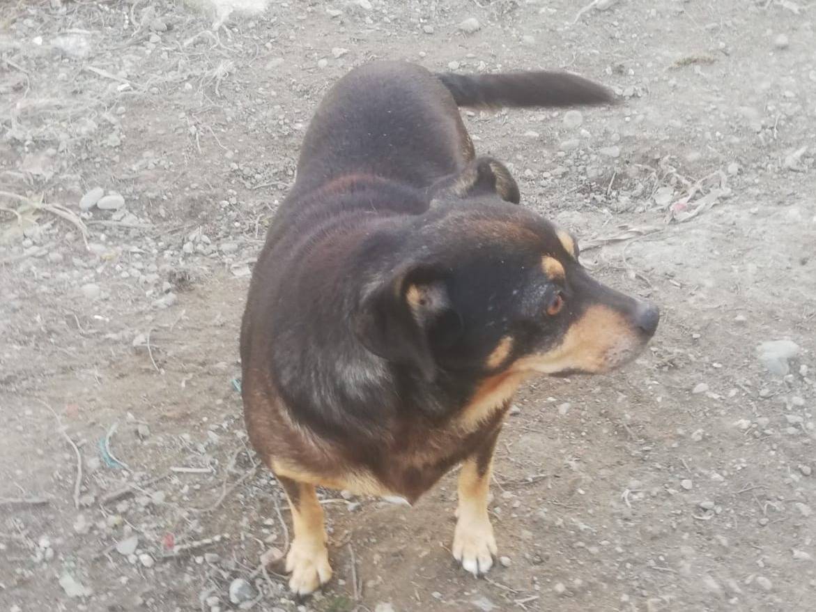 Vuoi adottare un cane a Messina?
