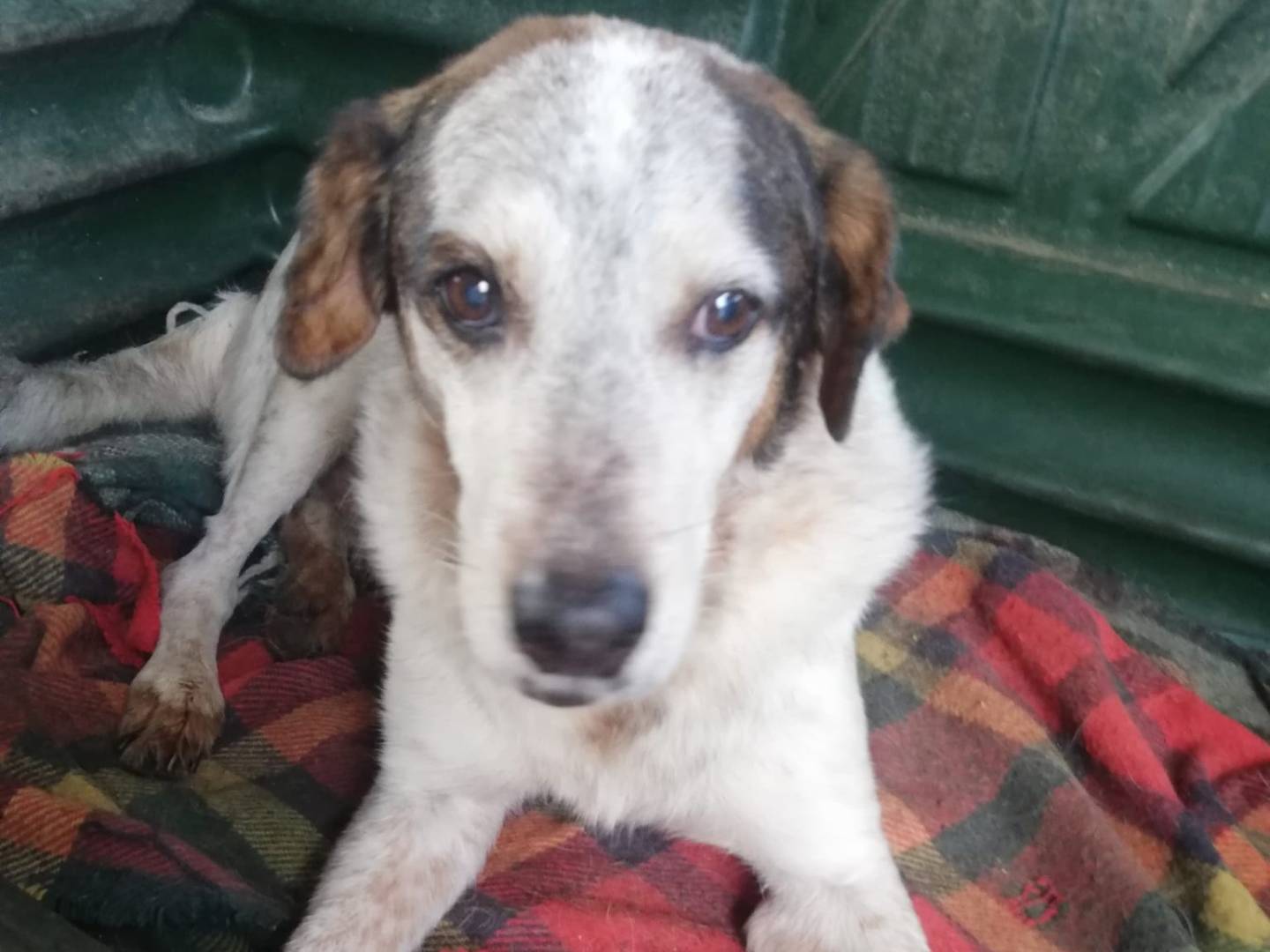 Adotta un cane, maschio, 13 anni  e 1 mese, Messina
