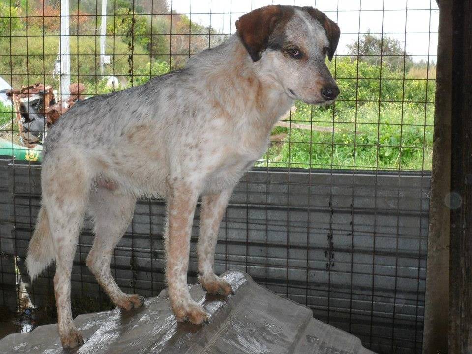 Adotta un cane, taglia media, maschio, Messina