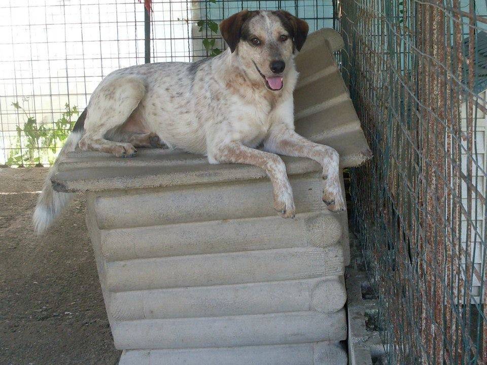 Vuoi adottare un cane a Messina?