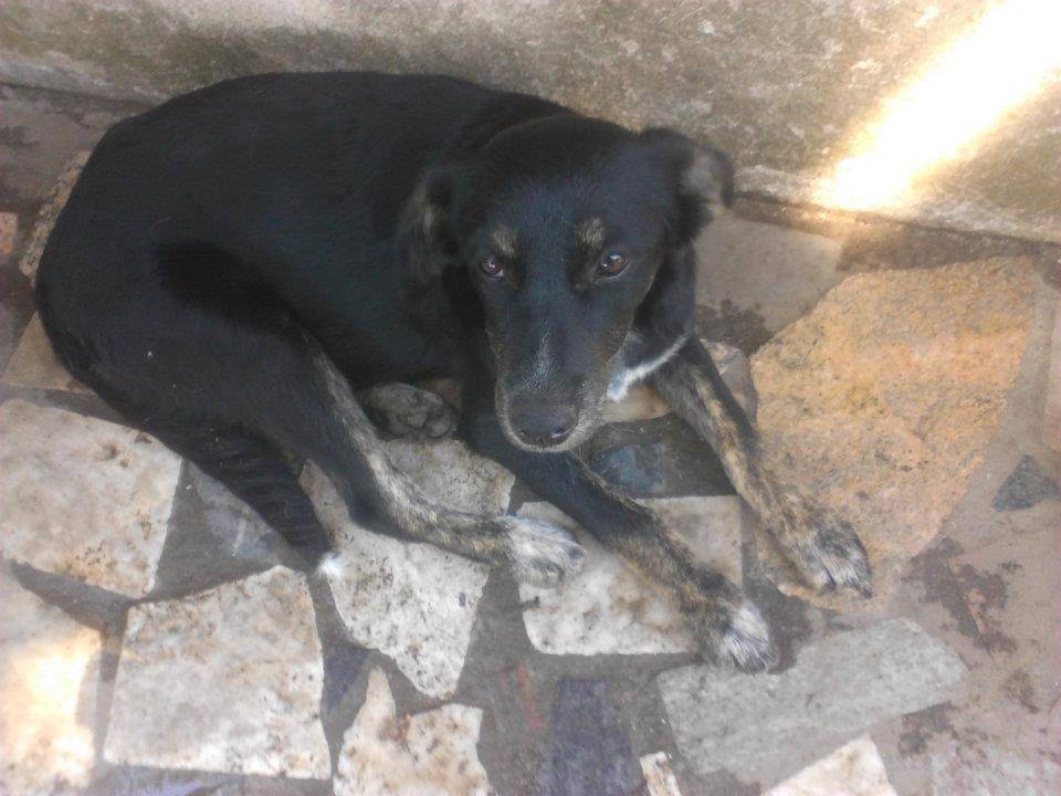 Adotta un cane, femmina, 13 anni  e 4 mesi , Messina