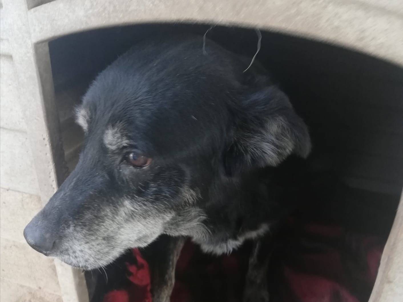 Adotta un cane, taglia media, femmina, Messina