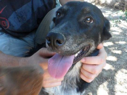 Vuoi adottare un cane a Messina?