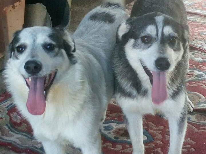 Adozione cane, maschio, Siberian Husky, 6 anni  e 6 mesi , taglia grande, Messina