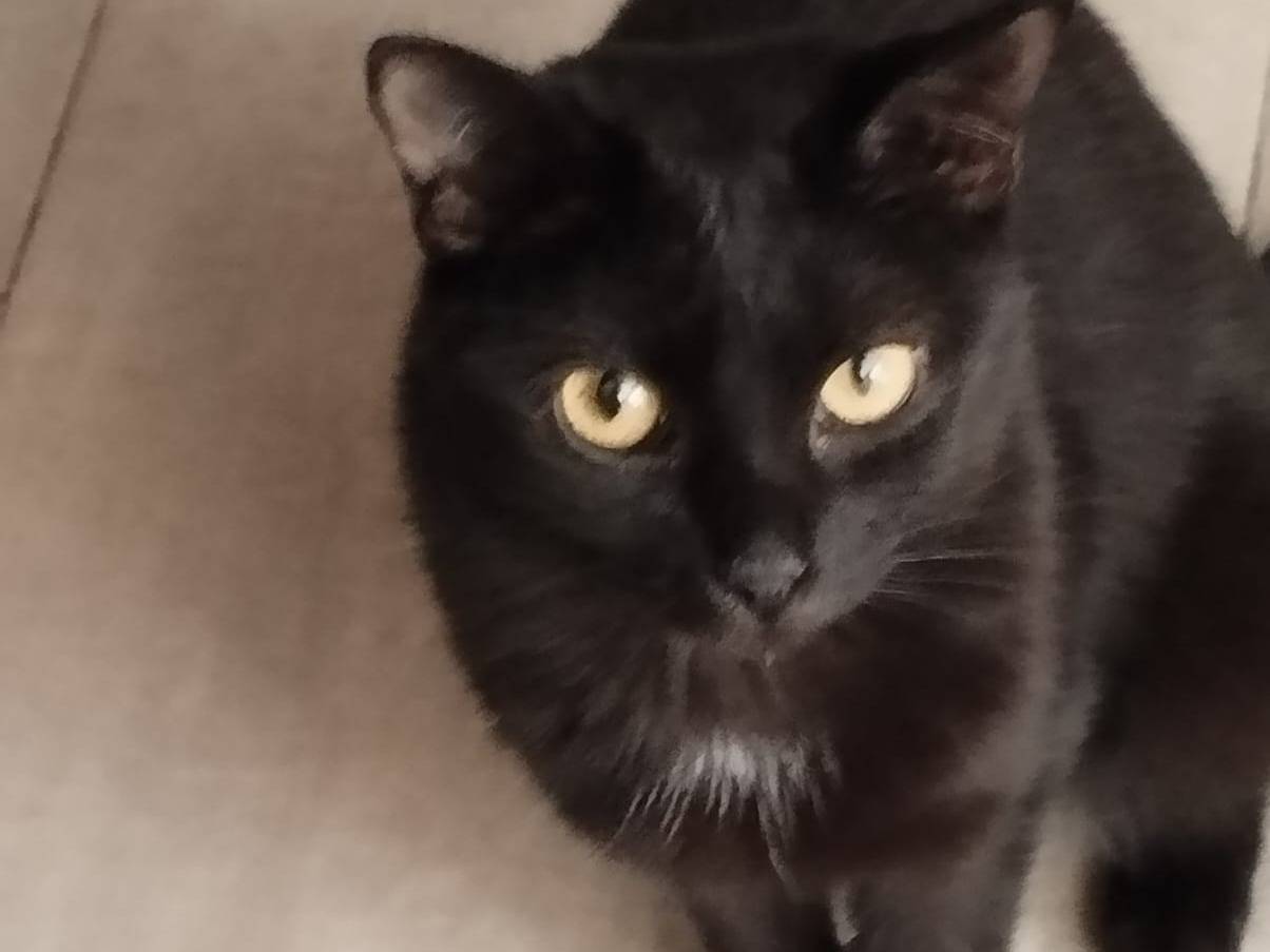 Adotta un gatto, femmina, 2 anni  e 3 mesi , Milano