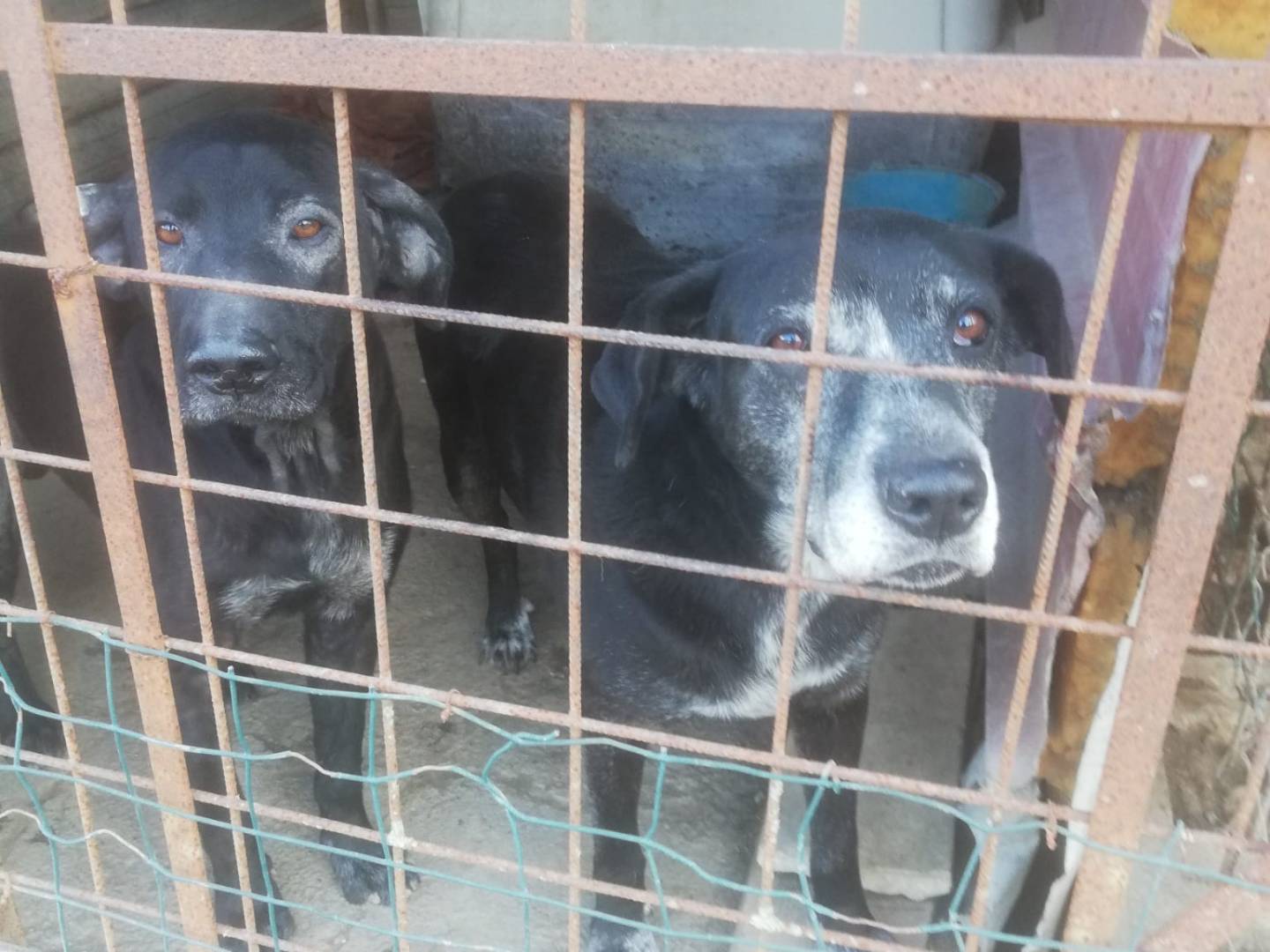 Adotta un cane, femmina, 12 anni  e 2 mesi , Messina