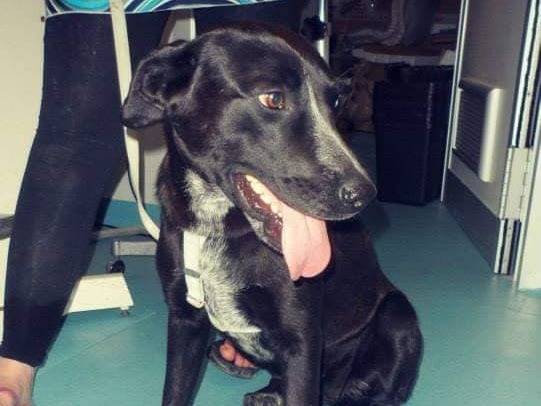 Adotta un cane, taglia media, femmina, Messina