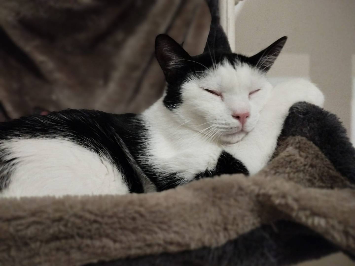 Adotta un gatto, maschio, 2 anni  e 8 mesi , Milano