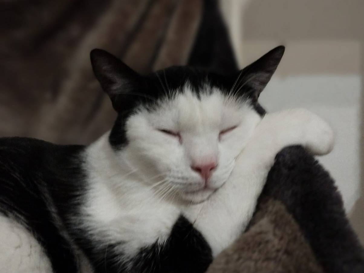 Adotta un gatto, taglia non valida, maschio, Milano