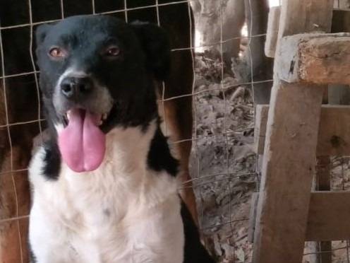 Adotta un cane, maschio, 6 anni  e 10 mesi , Napoli