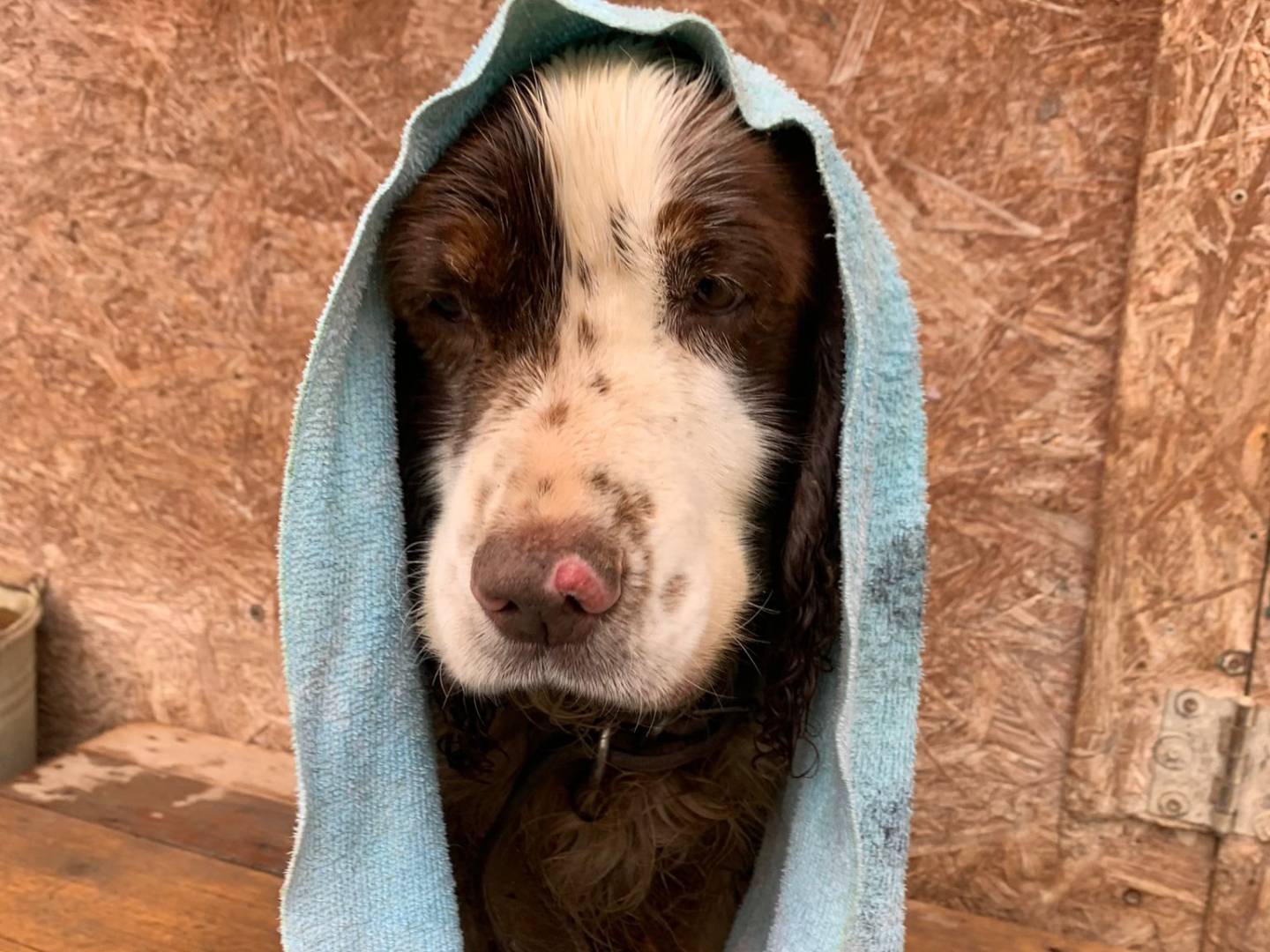 Adotta un cane, maschio, 12 anni  e 8 mesi , Pisa