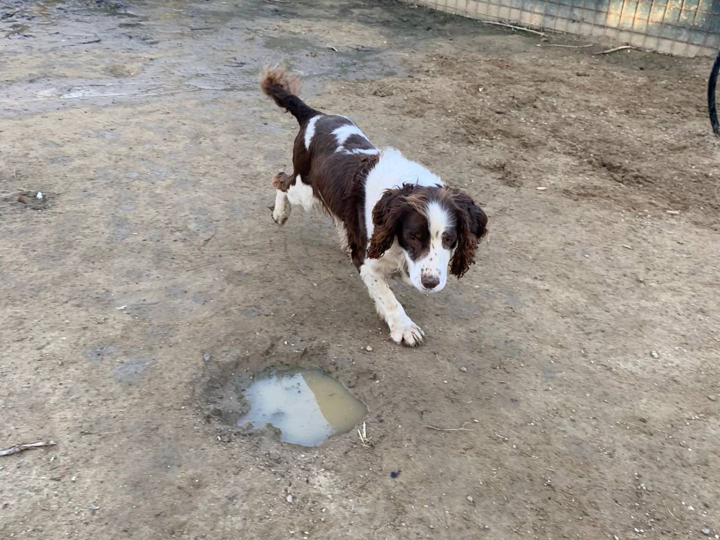 Adotta un cane, taglia media contenuta, maschio, Pisa