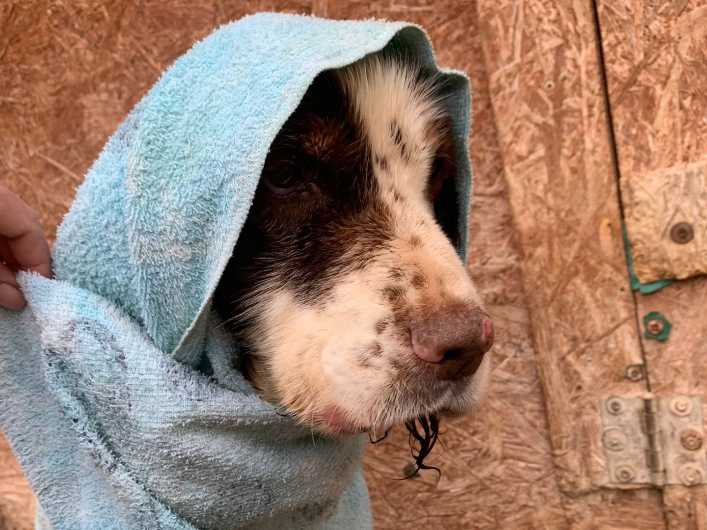 Vuoi adottare un cane a Pisa?