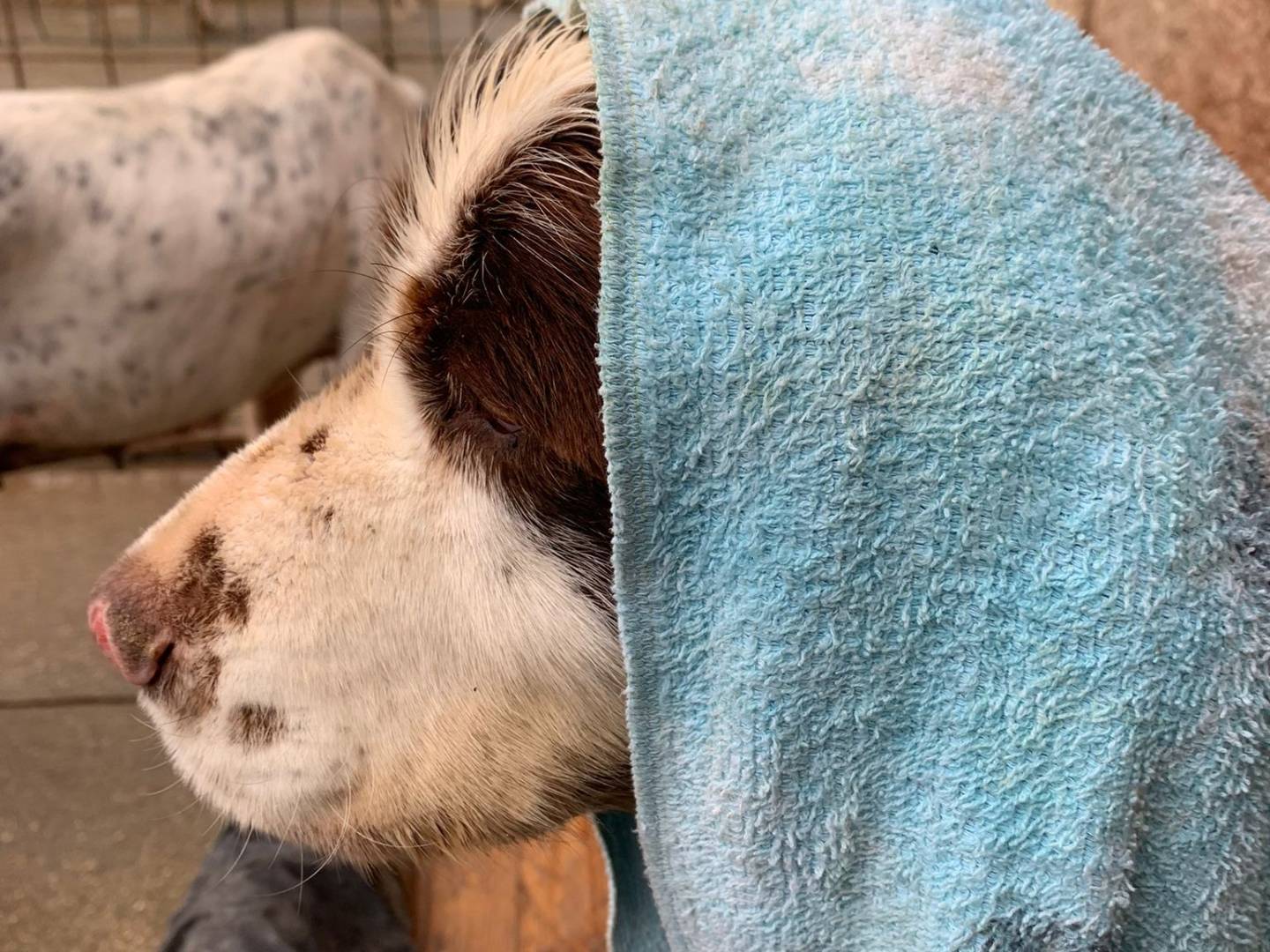 Adotta il cane Diego a Pisa