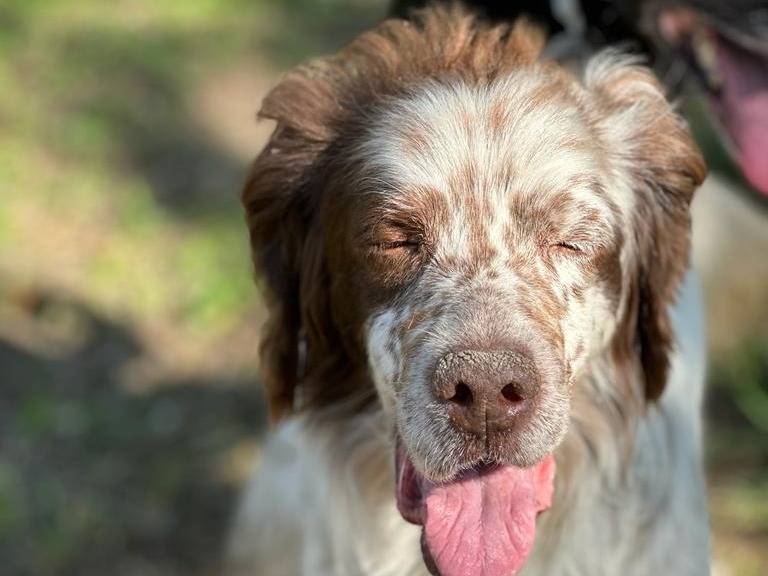 Foto dell'animale
