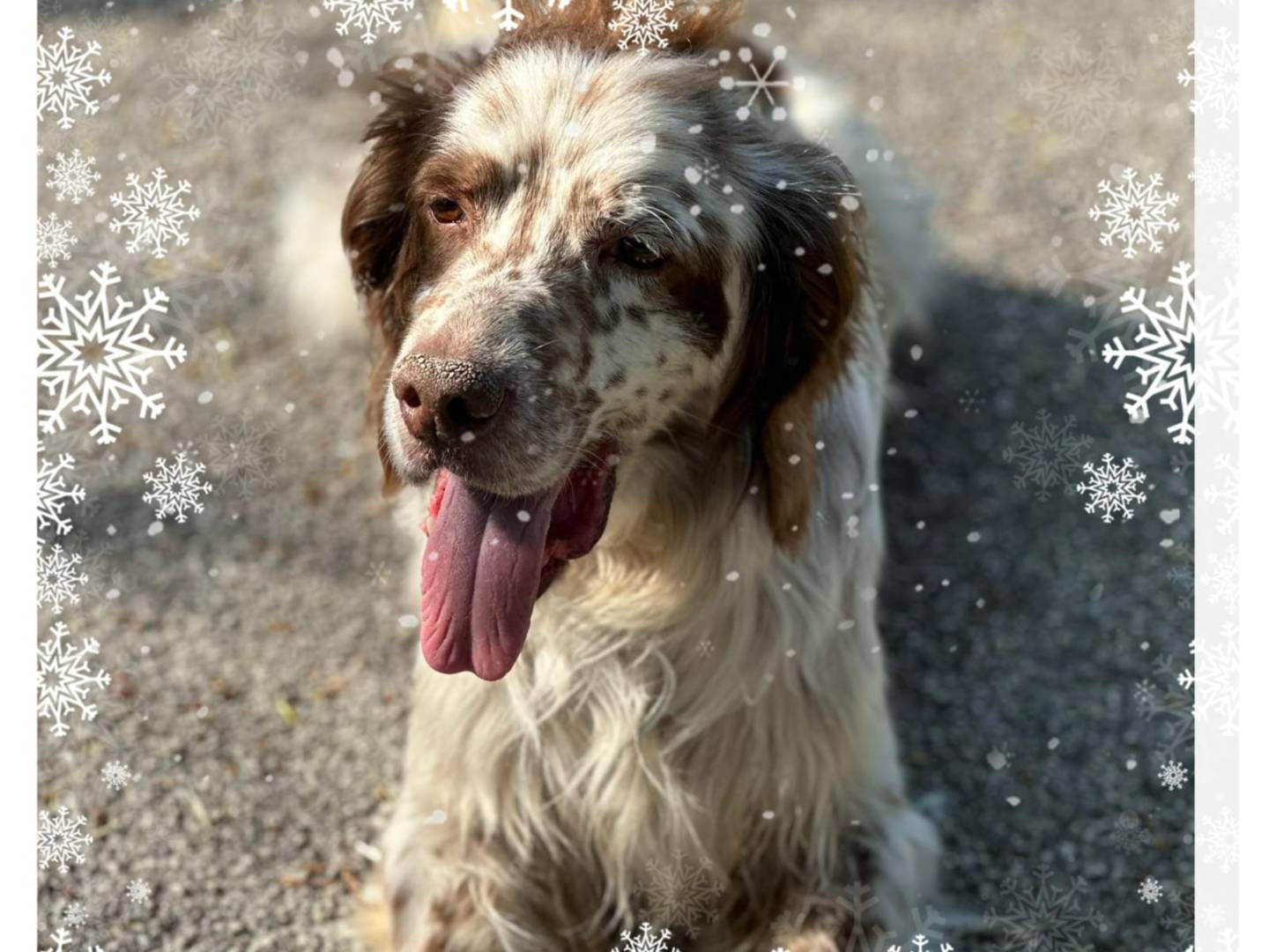 Adotta un cane, maschio, 11 anni  e 2 mesi , Napoli