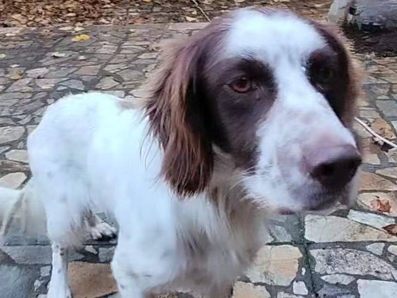 Adotta un cane, maschio, 6 anni  e 8 mesi , Napoli