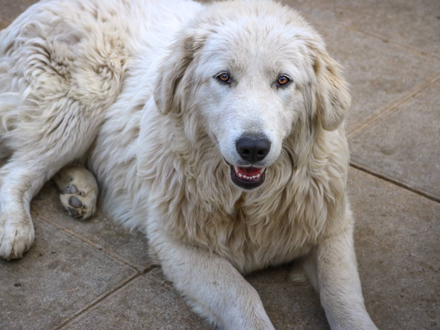 Adozione cane, femmina, Pastore maremmano, 3 anni  e 7 mesi , taglia gigante, Pisa