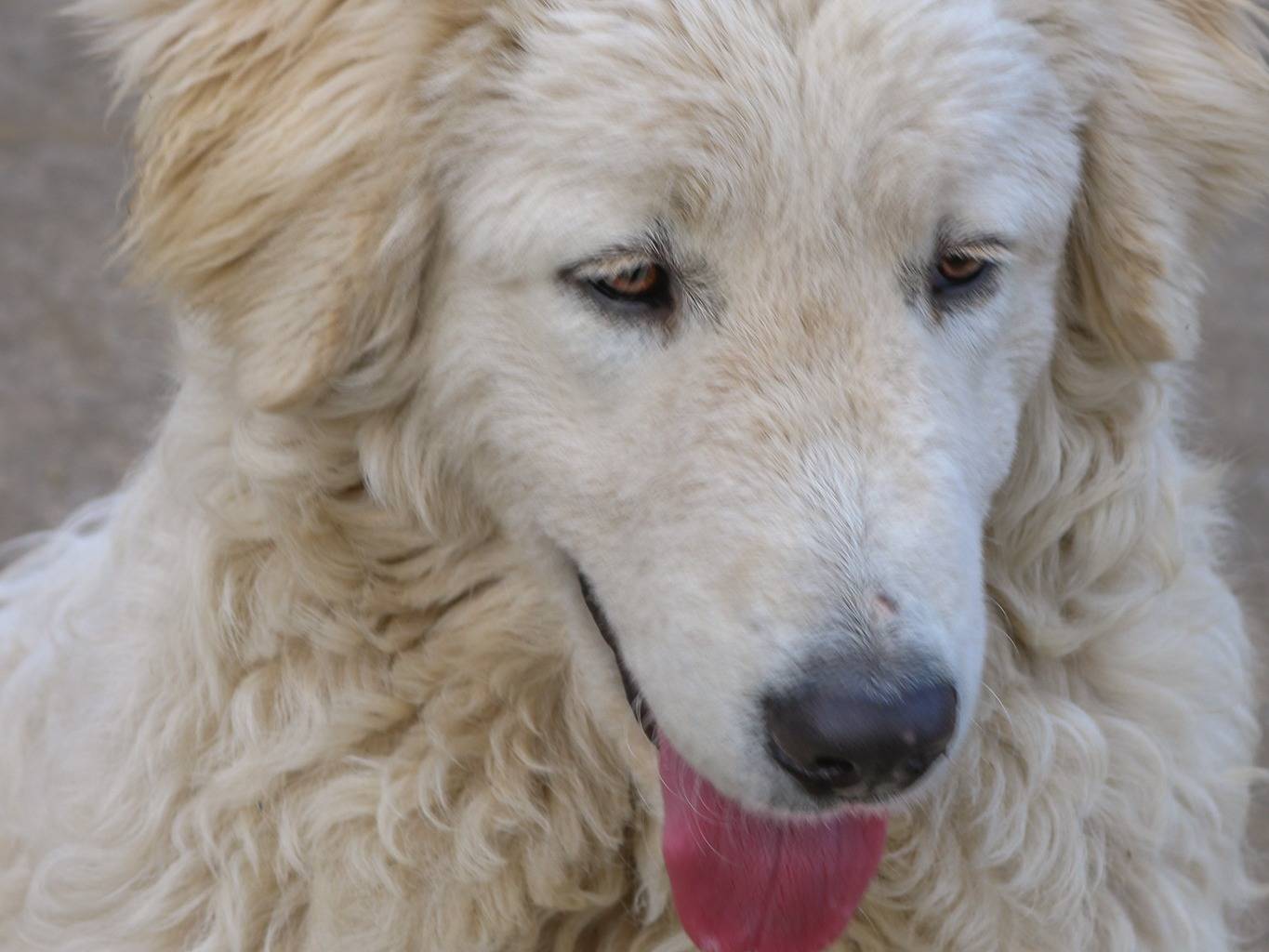 Adotta un cane, femmina, 3 anni  e 7 mesi , Pisa