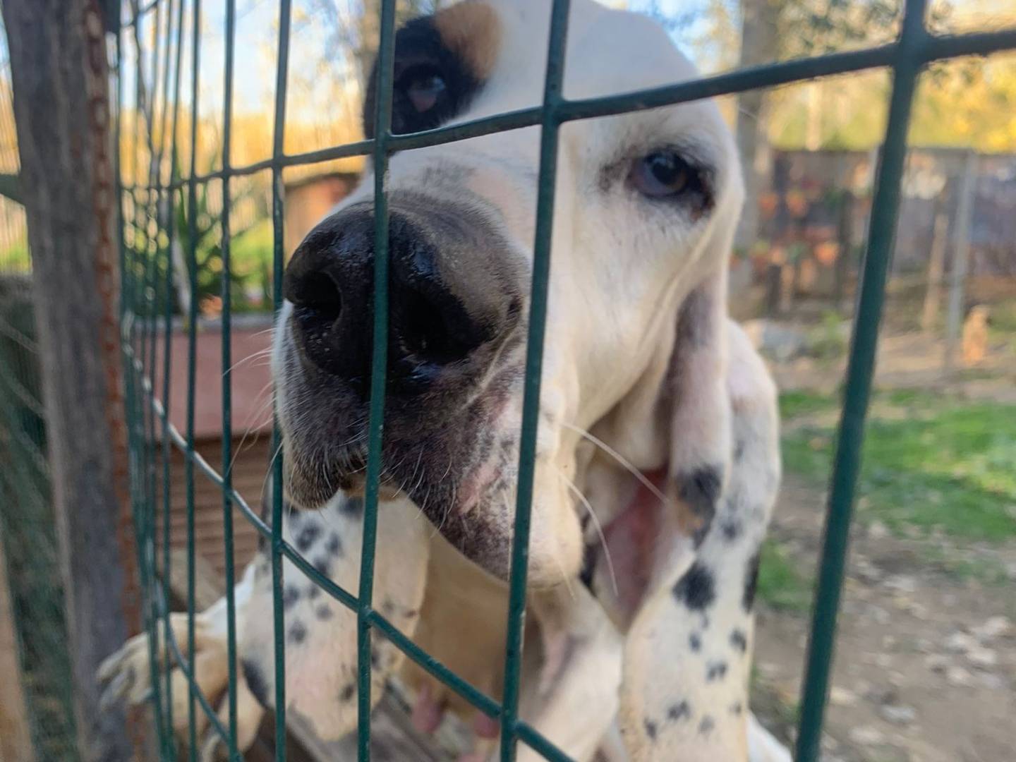 Foto dell'animale