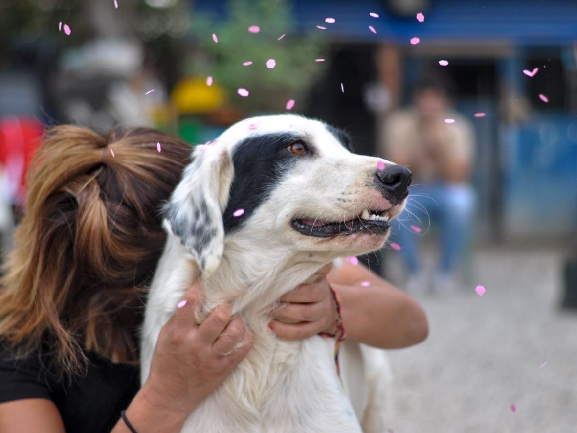 Vuoi adottare un cane a Chieti?