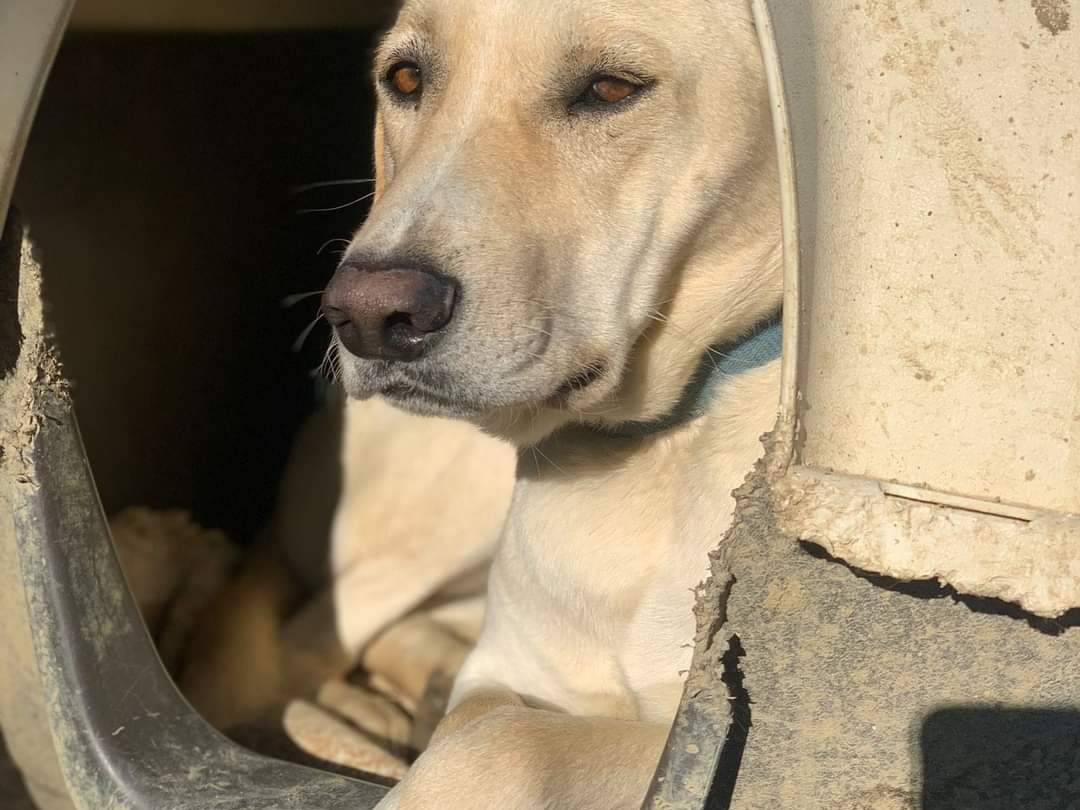 Adozione cane, maschio, meticcio, 5 anni  e 3 mesi , taglia grande, Pisa