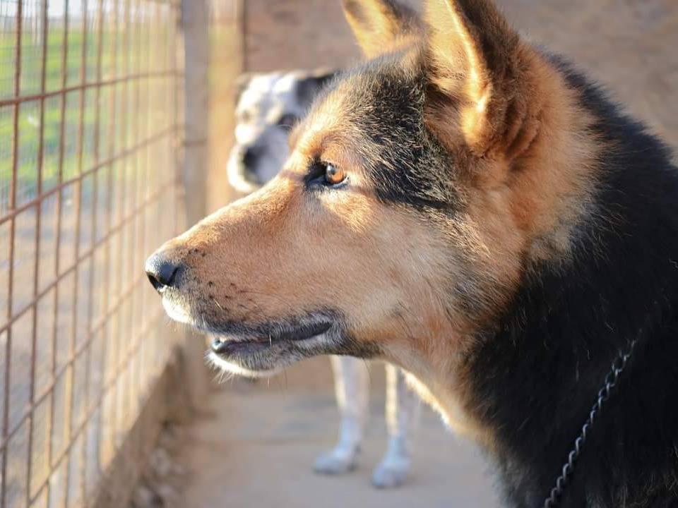 Foto dell'animale