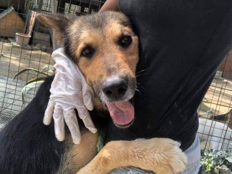 Adotta un cane, maschio, 12 anni , Pisa