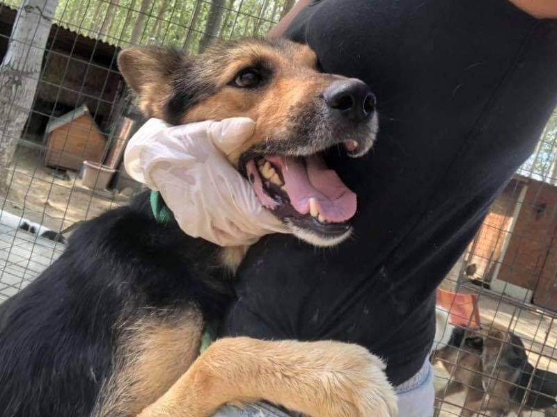 Adotta un cane, taglia grande, maschio, Pisa