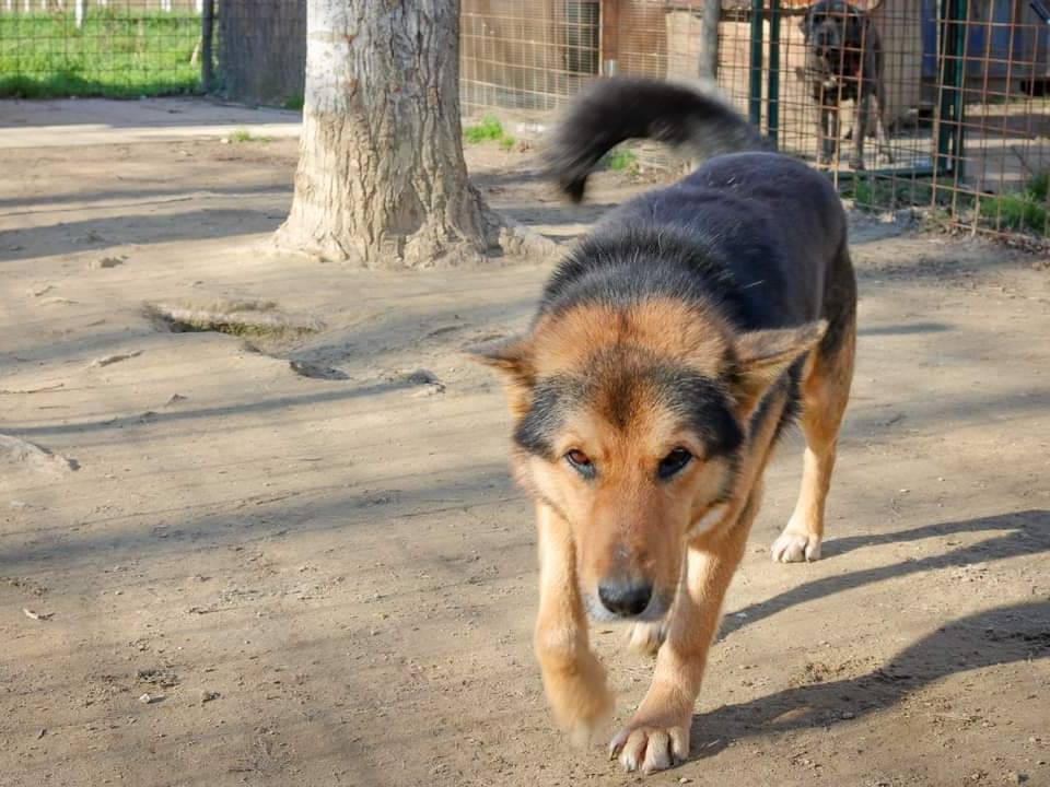 Vuoi adottare un cane a Pisa?