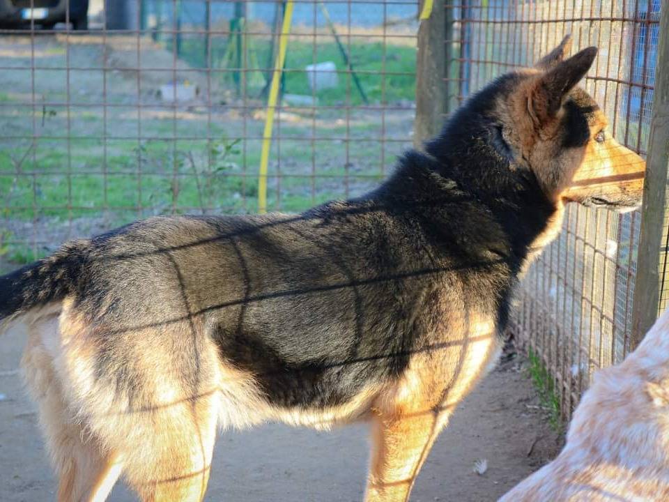 Adotta il cane Rudy a Pisa