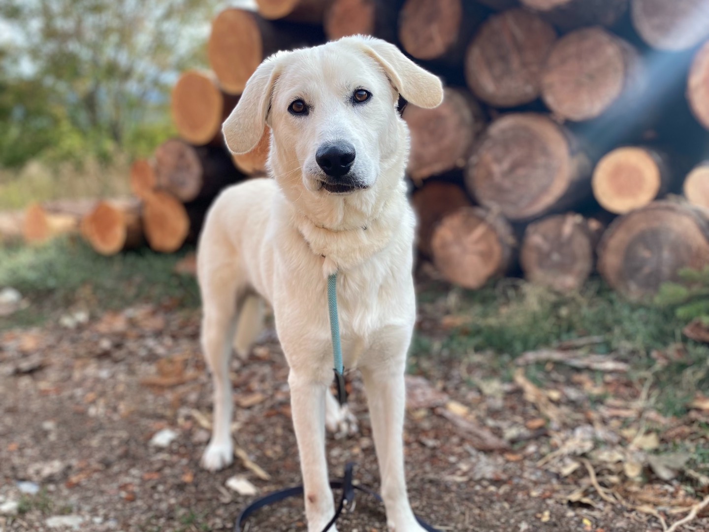 Vuoi adottare un cane a Firenze?