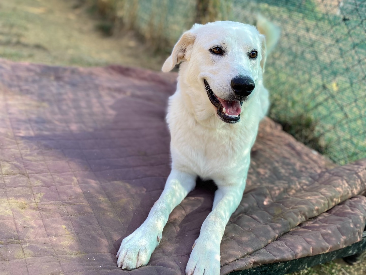 Adotta il cane Woody a Firenze