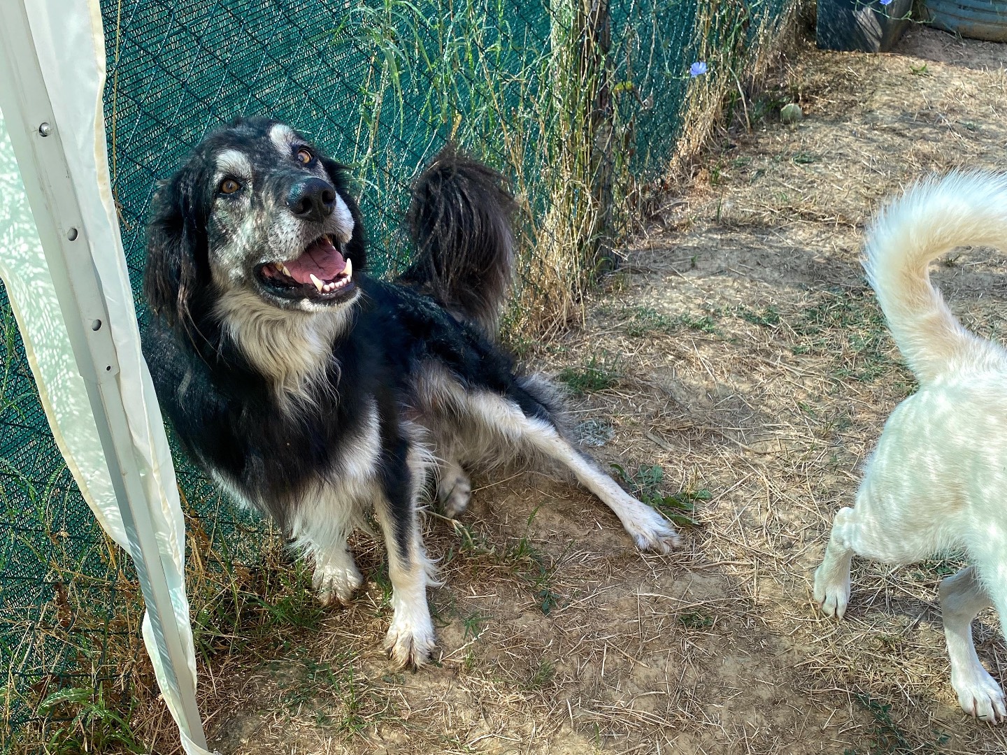 Adotta un cane, maschio, 6 anni , Firenze