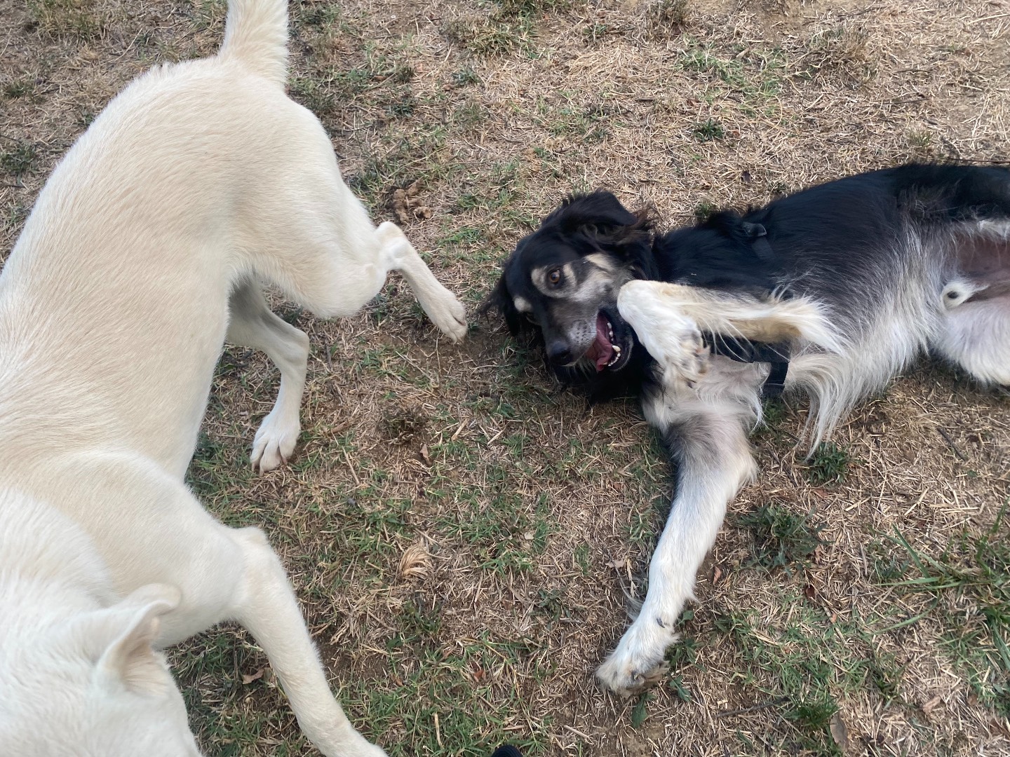 Adotta un cane, taglia media, maschio, Firenze