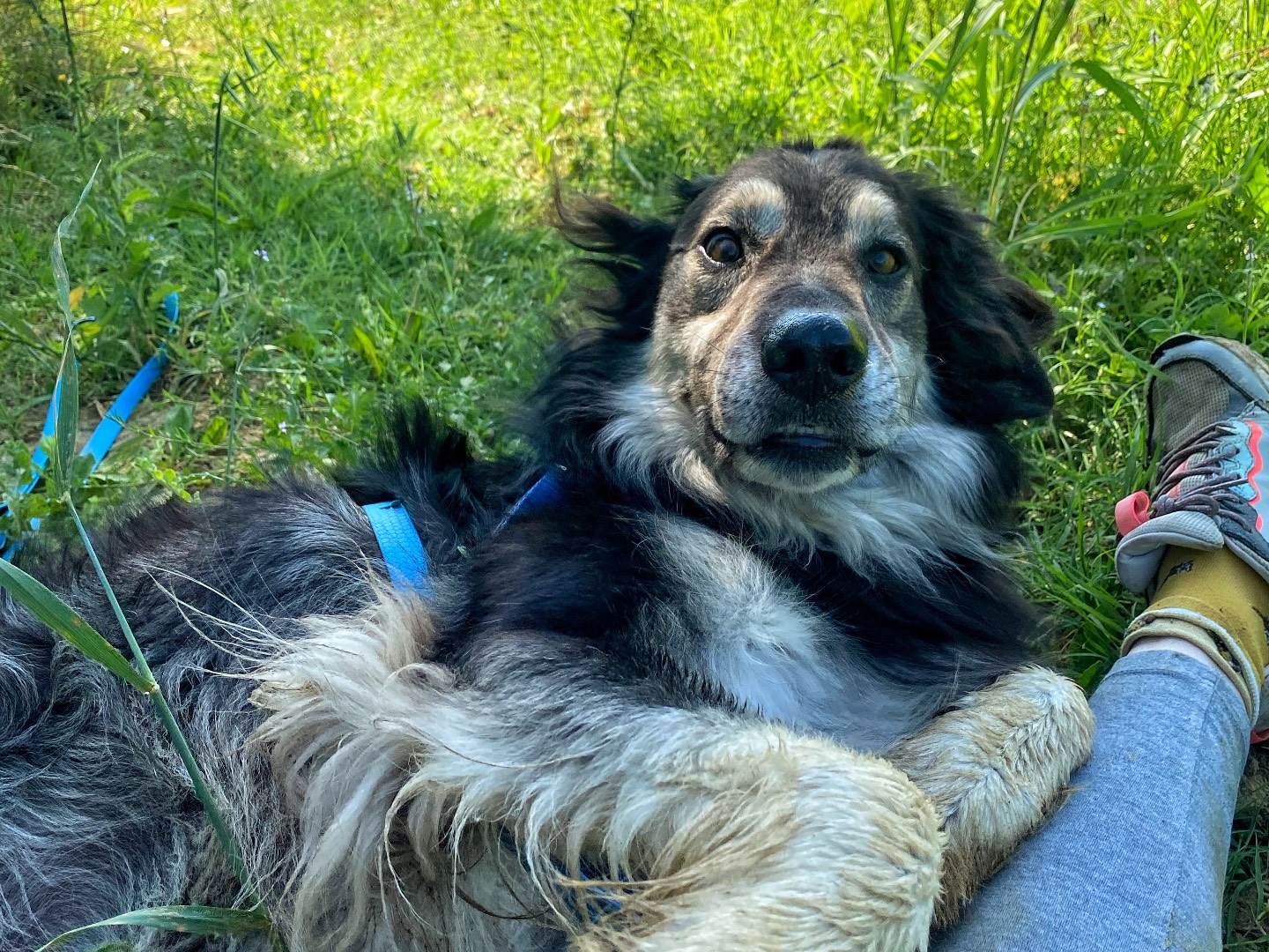 Vuoi adottare un cane a Firenze?