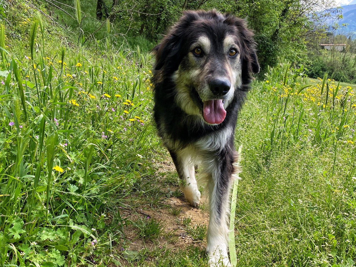 Adotta il cane Leone a Firenze