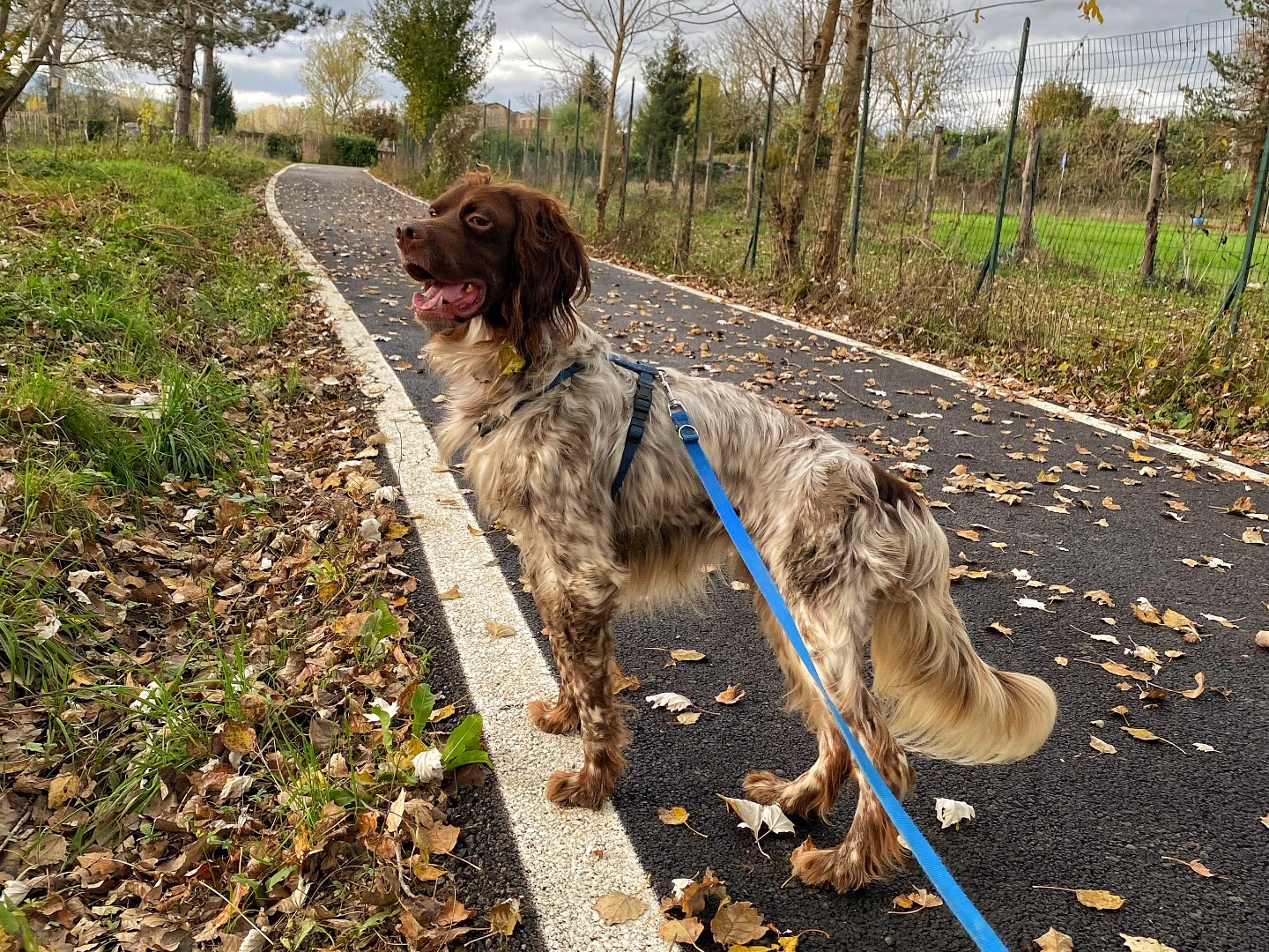 Vuoi adottare un cane a Firenze?