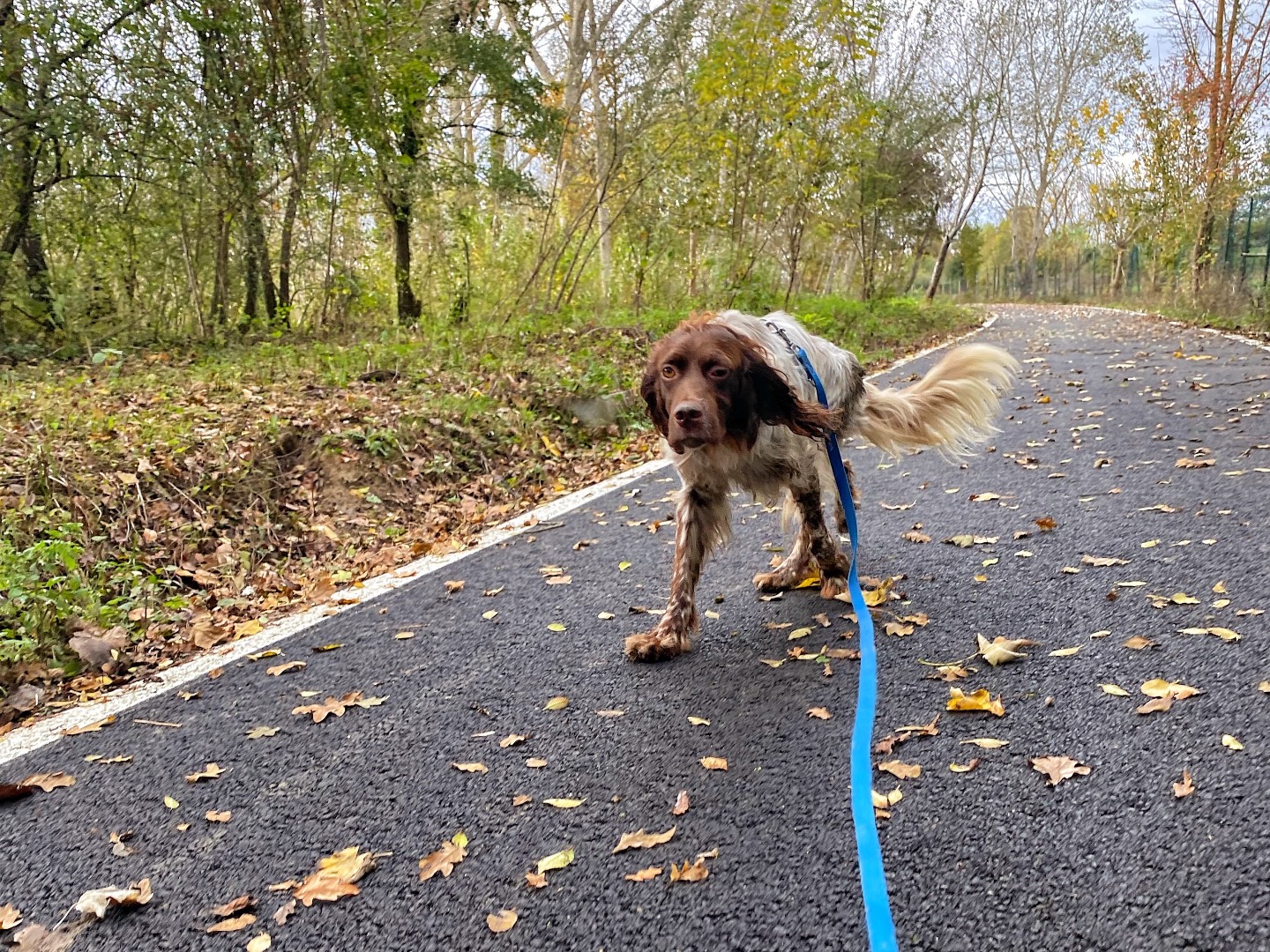 Adotta il cane Orby a Firenze