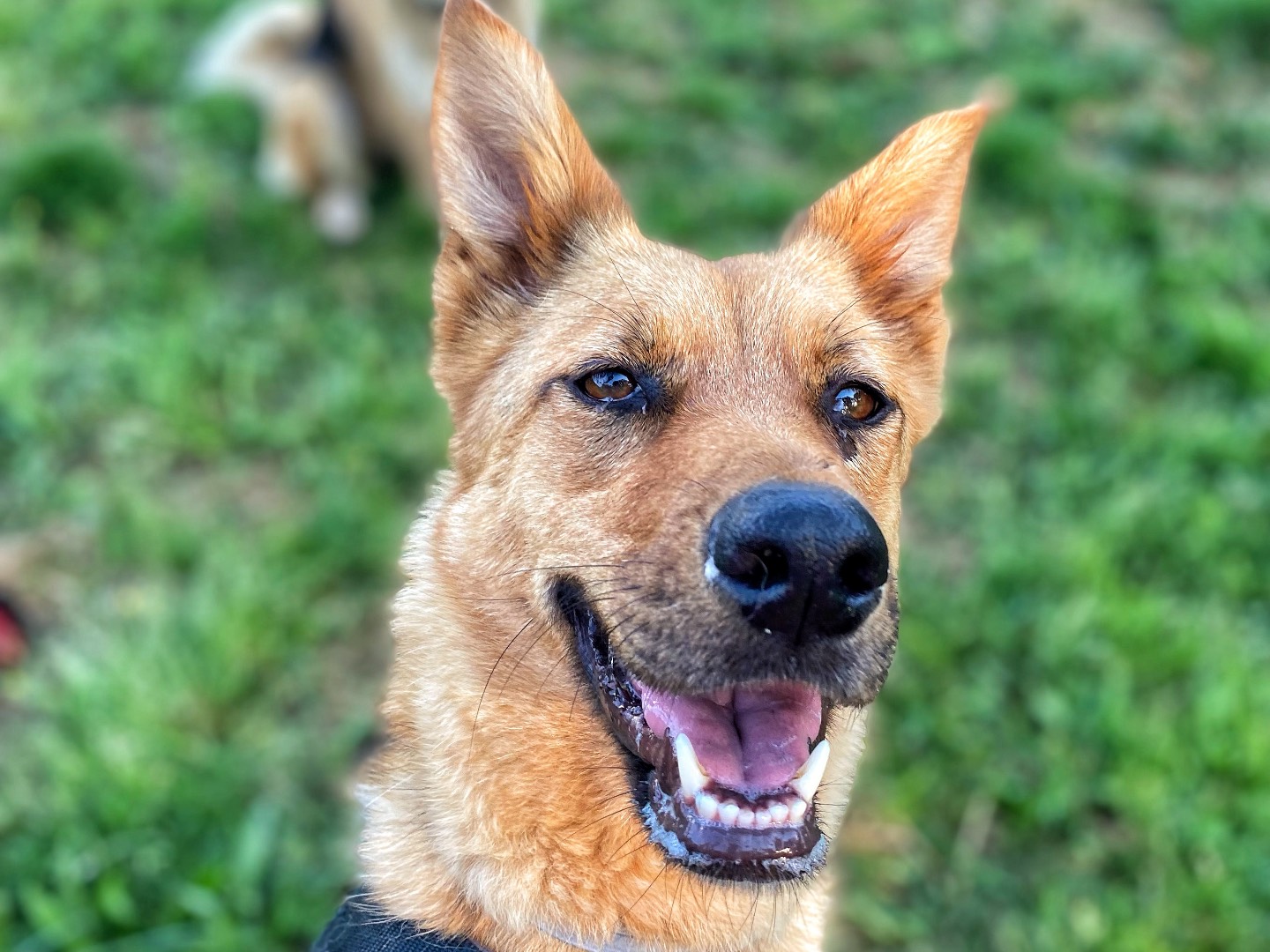 Vuoi adottare un cane a Firenze?